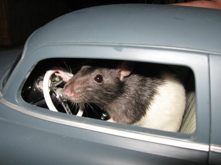 Good news They’ve taught rats how to drive cars, and the rats love it Gript