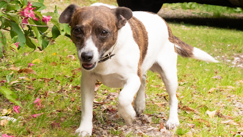 Thousands sign petition to Save Dog from Being Put Down Gript