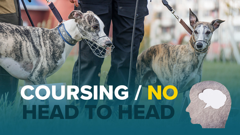 HEAD to HEAD: Coursing should go the way of dogfighting & Badger baiting