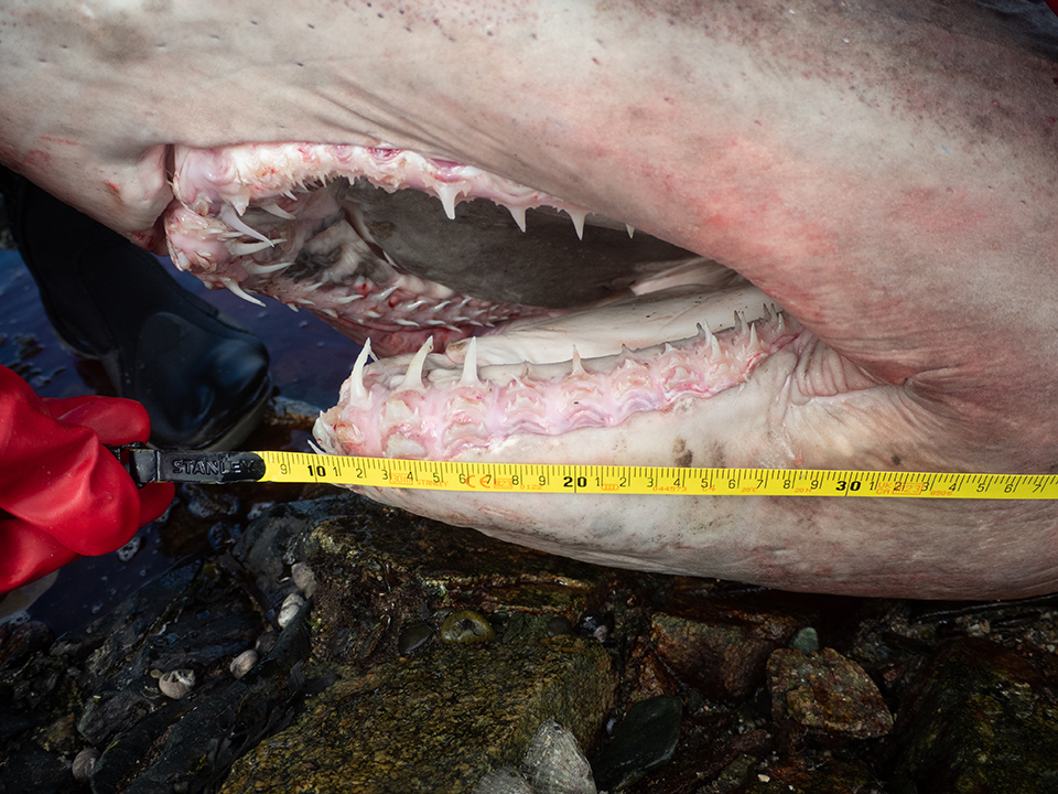 Rare 14-ft smalltooth sand tiger shark washes up on Wexford shore - Gript