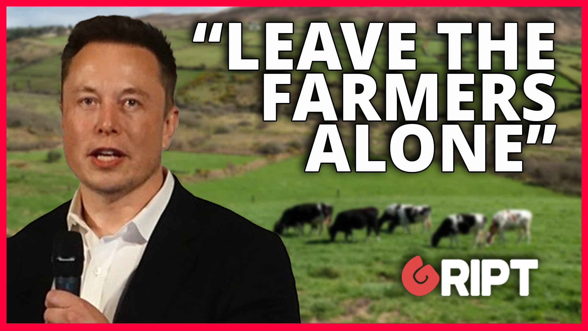 Elon Musk hits out at Irish climate plan to cut 200k cattle - Gript