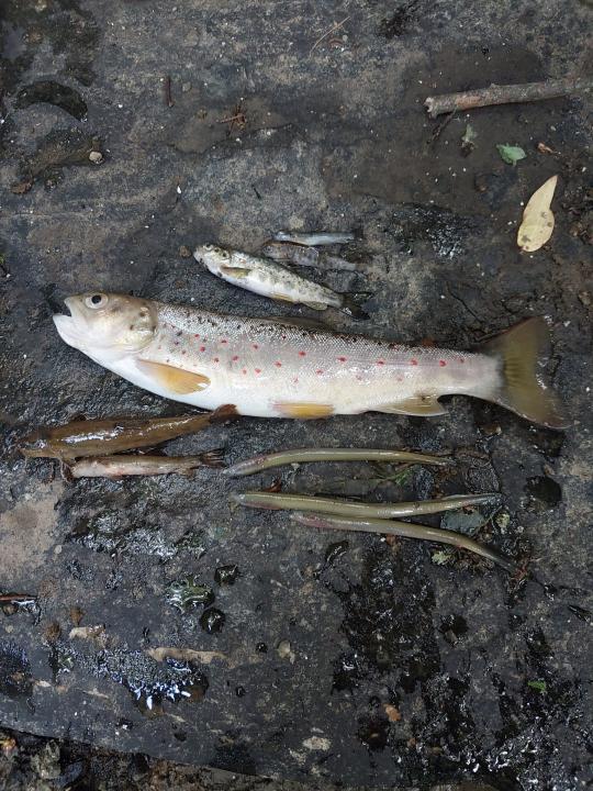 Thousands of fish killed along stretch of Cork river - Gript