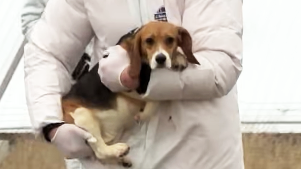 Beaglegate Factcheck TREACY: The cruel fate of the docile Beagle used in research - Gript